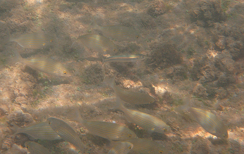 Strane compagnie: Sarpa salpa e Sardinella aurita